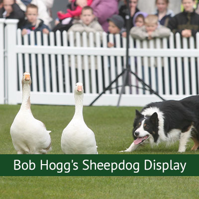 Bob Hogg's Sheepdog Display