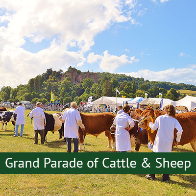 Grand Parade of Cattle & Sheep