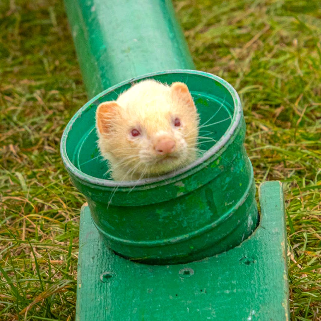 Terry Moules Ferret Racing