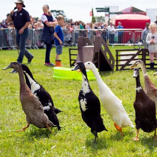 Dog and Duck Show