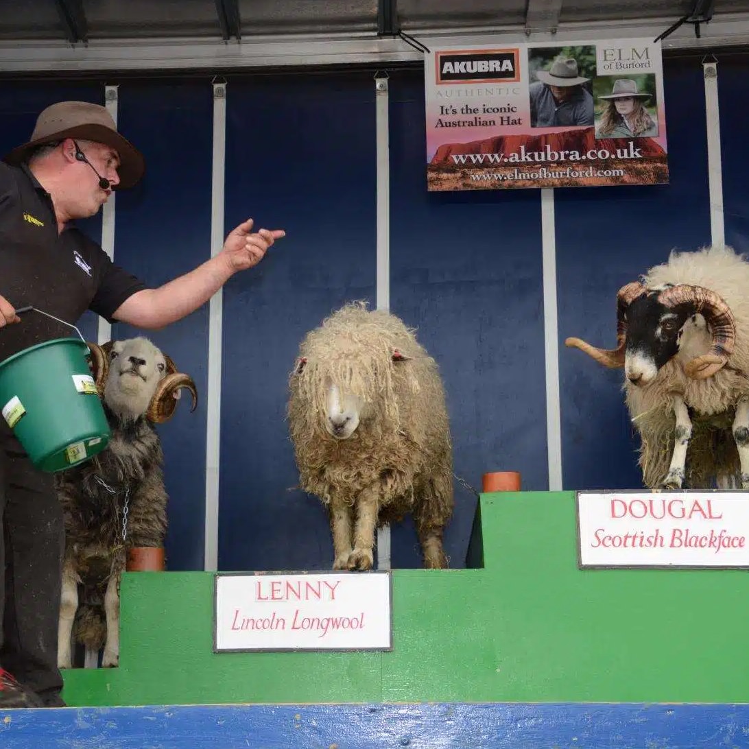 The Sheep Show